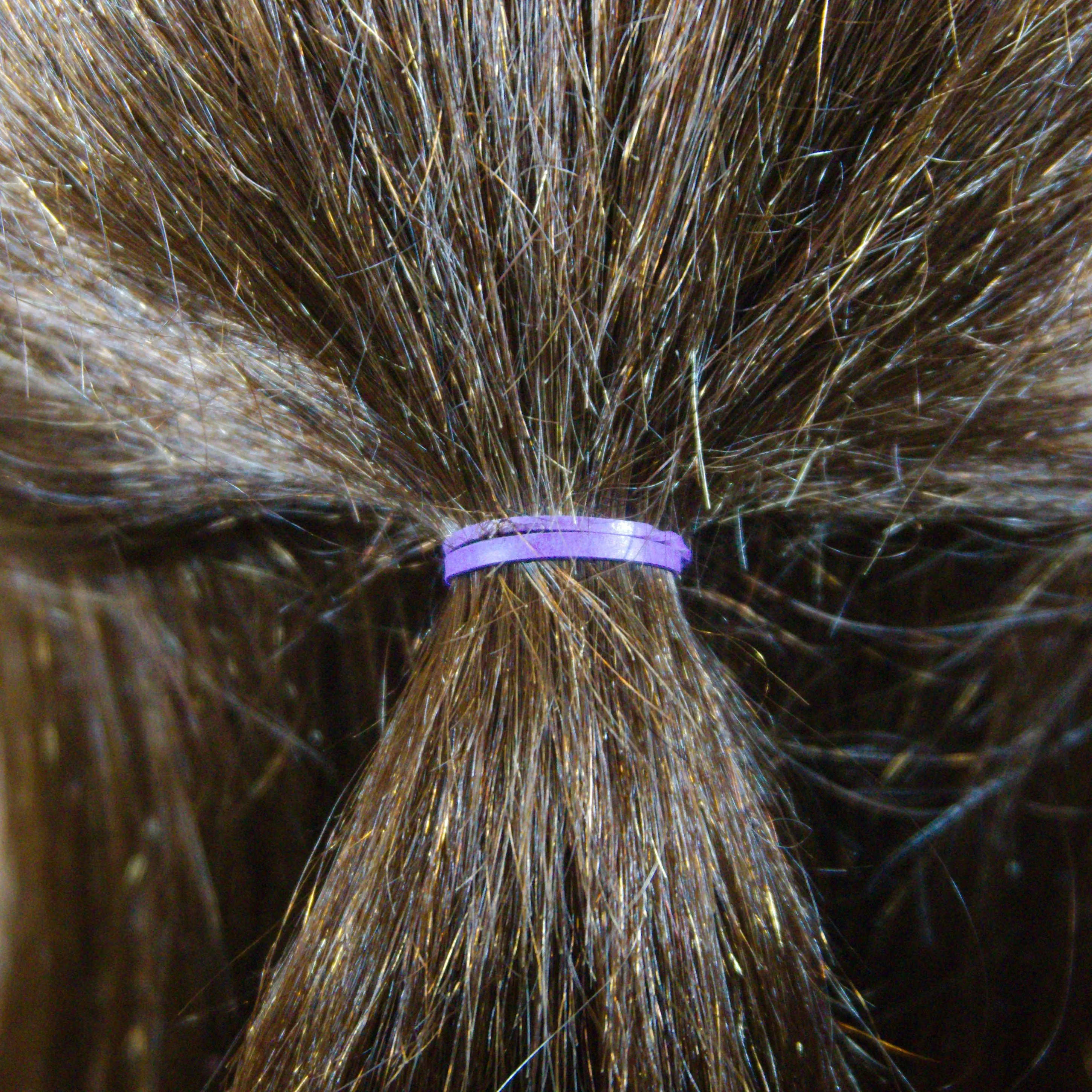 Amelia Beauty | 1/2in, Purple and Fuchsia Mix, Elastic Rubber Band Pony Tail Holders | Made in USA, Ideal for Ponytails, Braids, Twists, Dreadlocks, Styling Accessories for Women, Men and Girls | 500 Pack