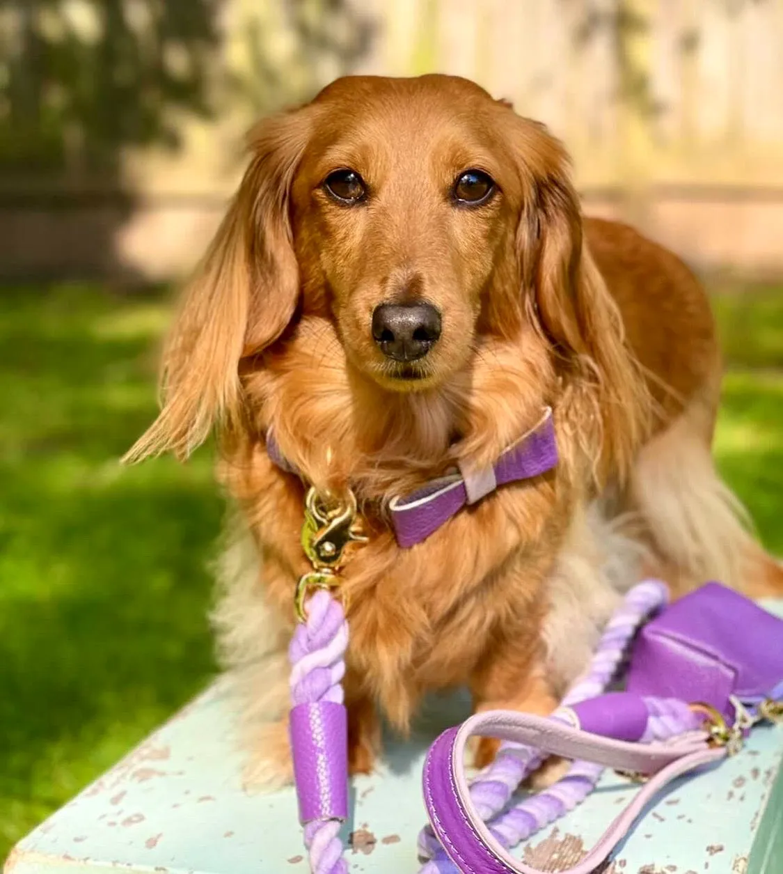 LEASH - LAVISH LAVENDER