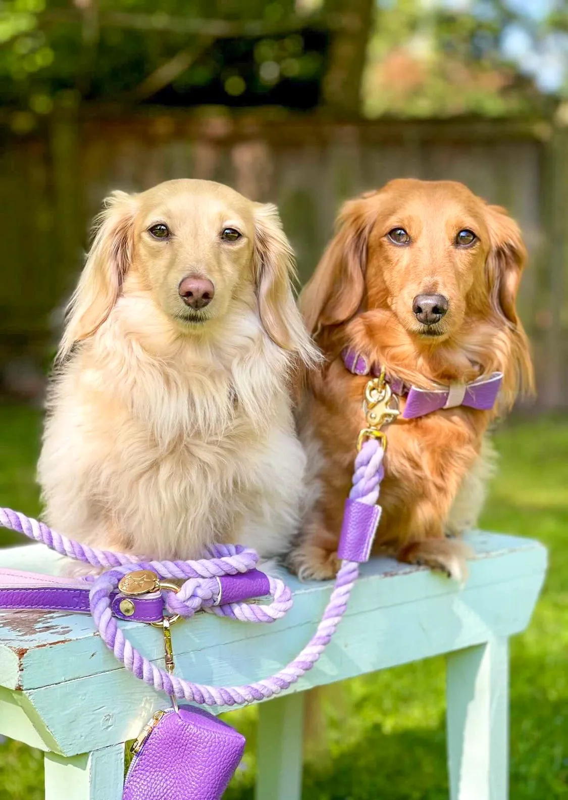 LEASH - LAVISH LAVENDER