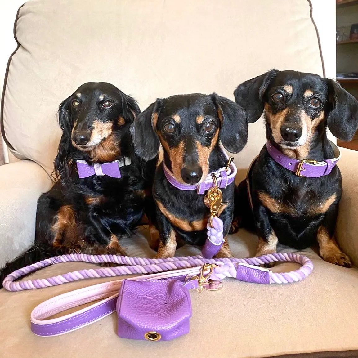 LEASH - LAVISH LAVENDER